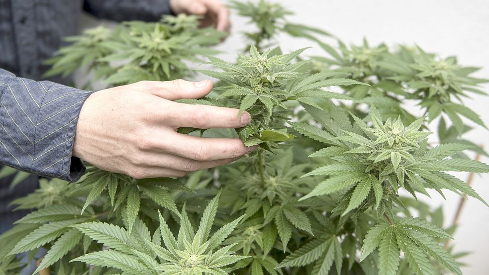 High und glücklich, dank eines grünen Daumens? So einfach wird es nicht mit dem Eigenanbau von Cannabis. Foto: Matt Masin/Orange County Register via ZUMA/dpa