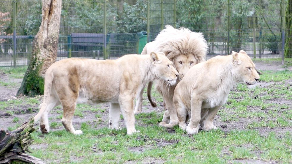 Die Löwen im Tier- und Freizeitpark Thüle sind jetzt über ein Pfahlhaus besser zu sehen. Foto: Pille/Tier- und Freizeitpark Thüle