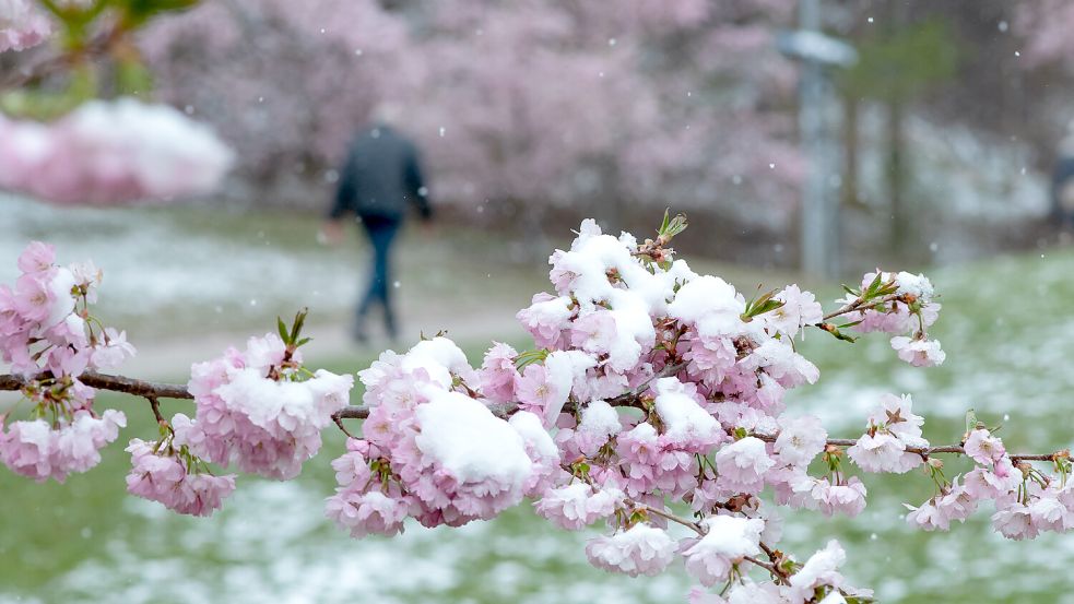 Die ersten Kirschblüten sind schon an den Bäumen zu sehen – doch werden sie bald mit Schnee bedeckt sein? Foto: dpa/Sven Hoppe