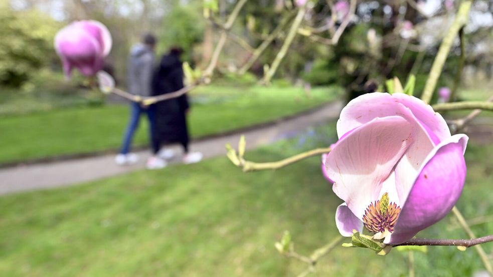 Eine blühende Magnolie: In den kommenden Tagen wird es wieder wärmer. Foto: dpa/Roberto Pfeil