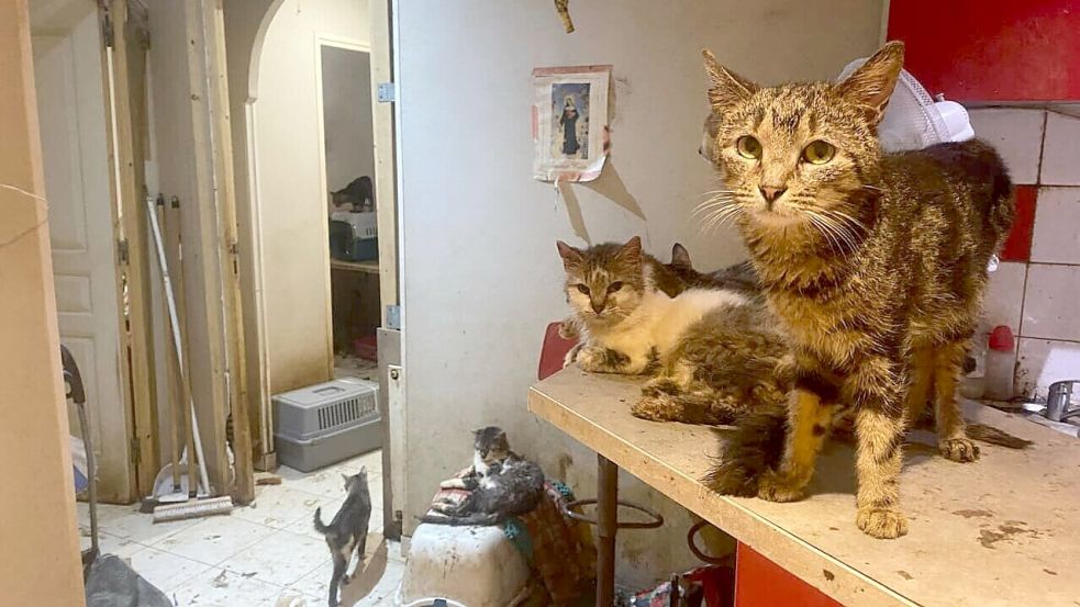 Dreck und überall Katzen: So lebte ein Paar in Südfrankreich in ihrer 80 Quadratmeter-Wohnung. Foto: Au Service des Animaux 06