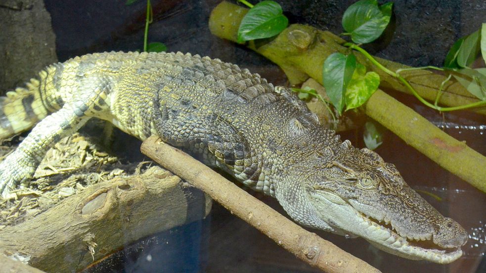 Siamkrokodil Guillaume scheint geradezu Anlauf zu nehmen, um sich vom Rand seines neuen Zuhauses in das dazugehörige Wasserbecken gleiten zu lassen. Das Gehege wurde ganz neu angelegt. Ab sofort werden die Gäste des Reptilienhuus‘ gleich im Eingang vom Neuzuwachs begrüßt. Foto: Fertig