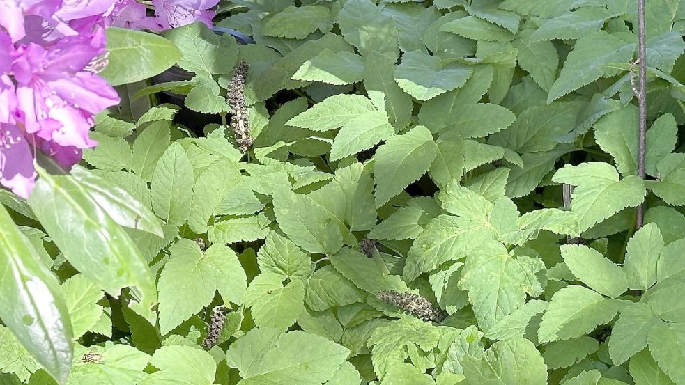 Wer nicht aufpasst, hat schnell verloren: Giersch verbreitet sich im Garten rasant. Foto: Jasmin Johannsen