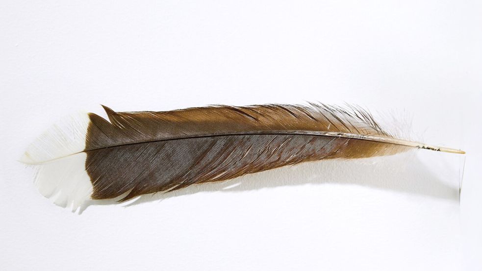 Die Feder des ausgestorbenen Huia-Vogels hat bei einer Auktion in Neuseeland einen Rekordpreis erzielt. Foto: Webb’s/dpa