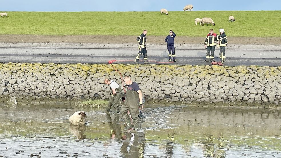 Nur wenige Meter vom rettenden Ufer entfernt - trotzdem konnte sich das Schaf nicht aus eigener Kraft aus dem matschigen Untergrund befreien. Foto: Feuerwehr Norden