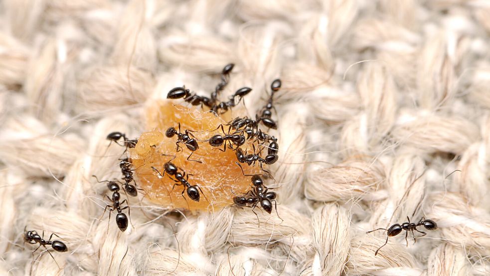 Ameisen im Haus können zu einer echten Plage werden. Wie man die Tiere bekämpfen kann. Foto: North Carolina State University/Matt Bertone/dpa