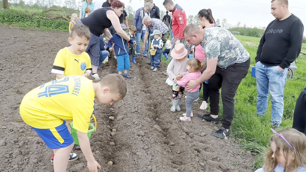 Mit Begeisterung waren die Mädchen und Jungen der Kindergärten der Gemeinde Saterland beim Kartoffelpflanzen des Heimatvereins Seelter Buund auf dem Hof Vocks in Scharrel-Langhorst dabei. Foto: Passmann