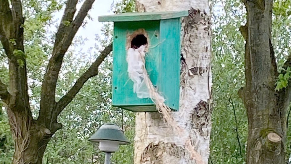 Seit mehreren Tagen hängt der weiße Stoff aus dem Nistkasten. Foto: Kleemann