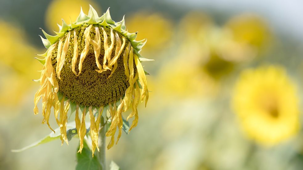 Der Mai 2024 ist laut UNO der wärmste Mai seit Beginn der Wetteraufzeichnungen gewesen. Foto: dpa/Sebastian Kahnert