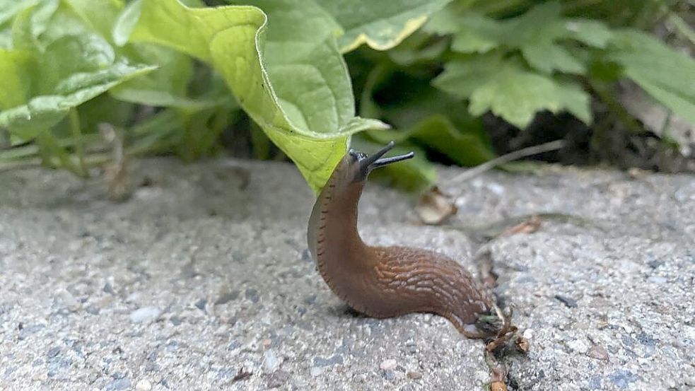 Gefräßiges Weichtier: Die Spanische Wegschnecke macht sich zurzeit in vielen heimischen Gefilden breit – sehr zum Leidwesen vieler Gartenbesitzer. Foto: Kaiser