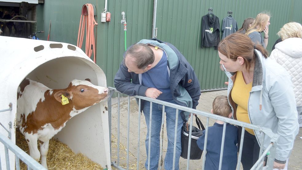 Zahlreiche Besucher nahmen am Tag des offenen Hofes in Niedersachsen die Gelegenheit wahr, um sich die Stallungen, die Versorgung des Milchviehs und die Kälber auf dem Hof Cordes in Bullerbarg genau anzusehen. Fotos: Weers