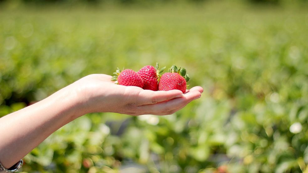 Das Angebot an Erdbeeren ist derzeit groß - kein Wunder, es ist Hochsaison. Wer ganz besonders frische Ware will, muss selber auf einem Erdbeerfeld pflücken. Foto: Pixabay