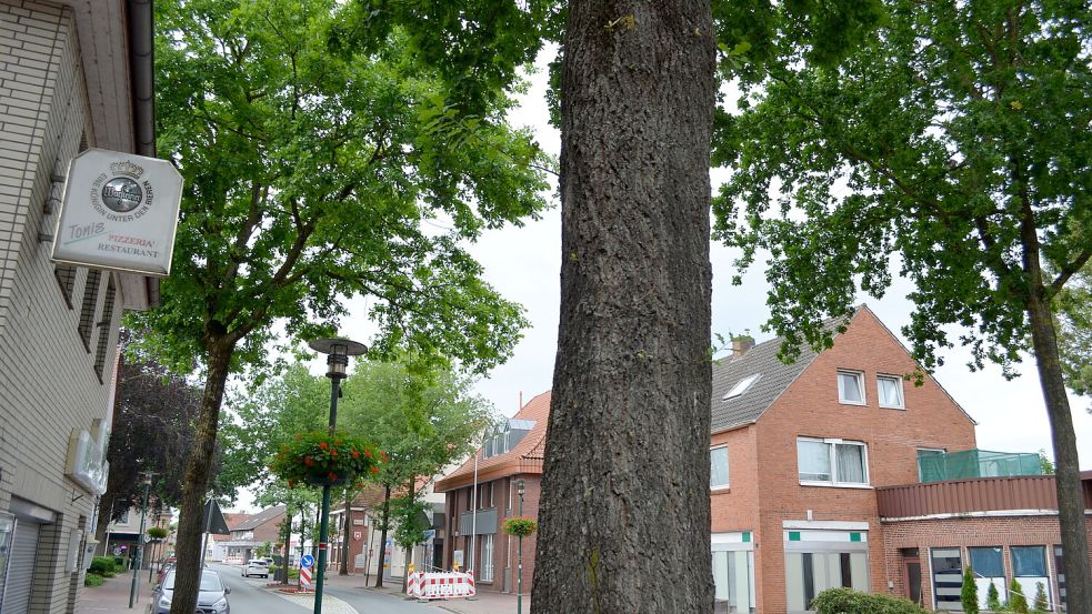 Auch in Bäumen an der Langen Straße in Barßels Ortsmitte nisten derzeit die Raupen des Eichenprozessionsspinners, deren Härchen bei Menschen Hautreizungen verursachen können. Foto: Fertig