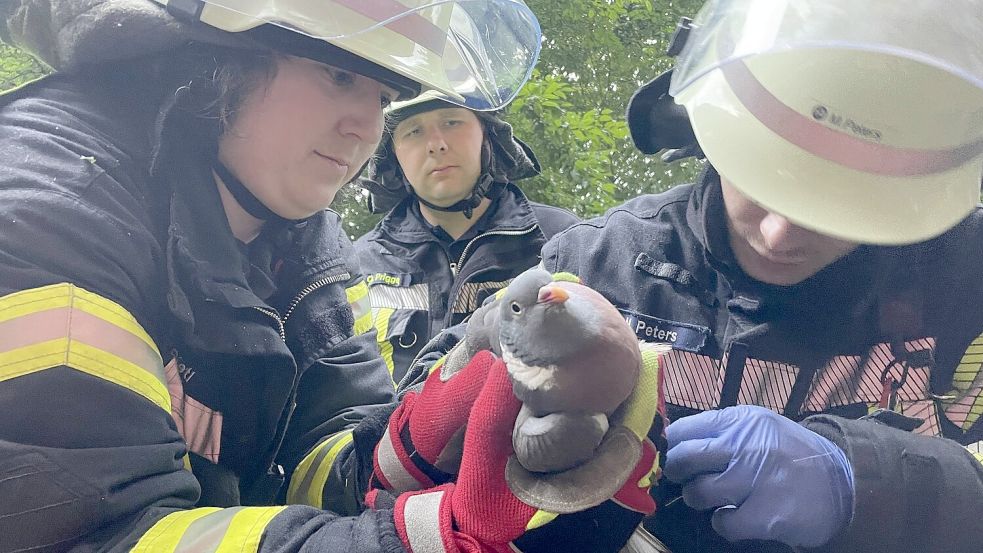 Die Taube blieb unverletzt. Fotos: Feuerwehr