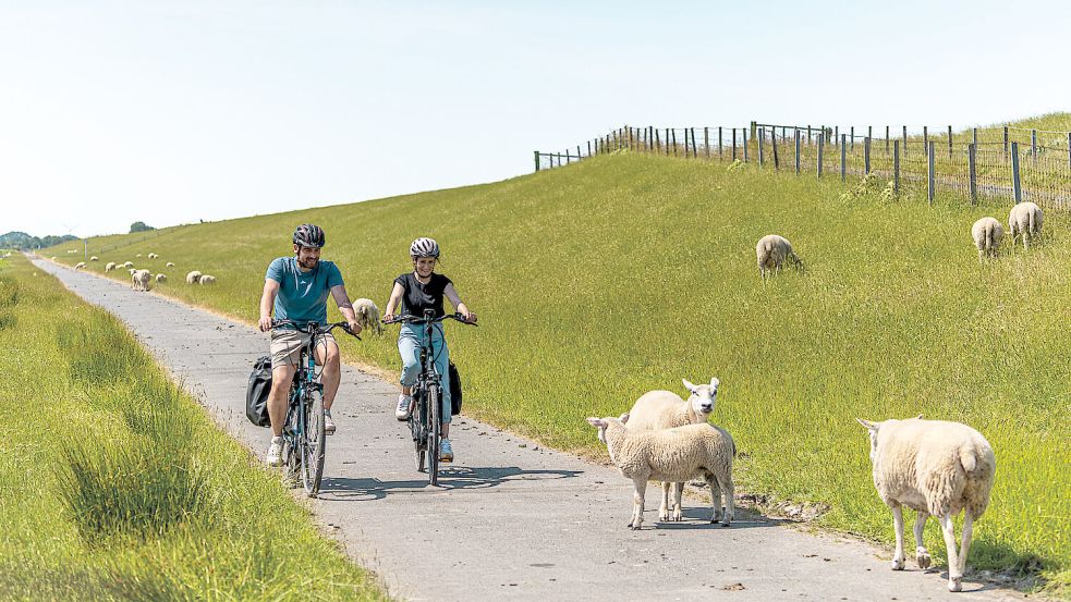 Bei Radtouren durch Ostfriesland ist man stets im Einklang mit der Natur. Foto: Anna Meurer