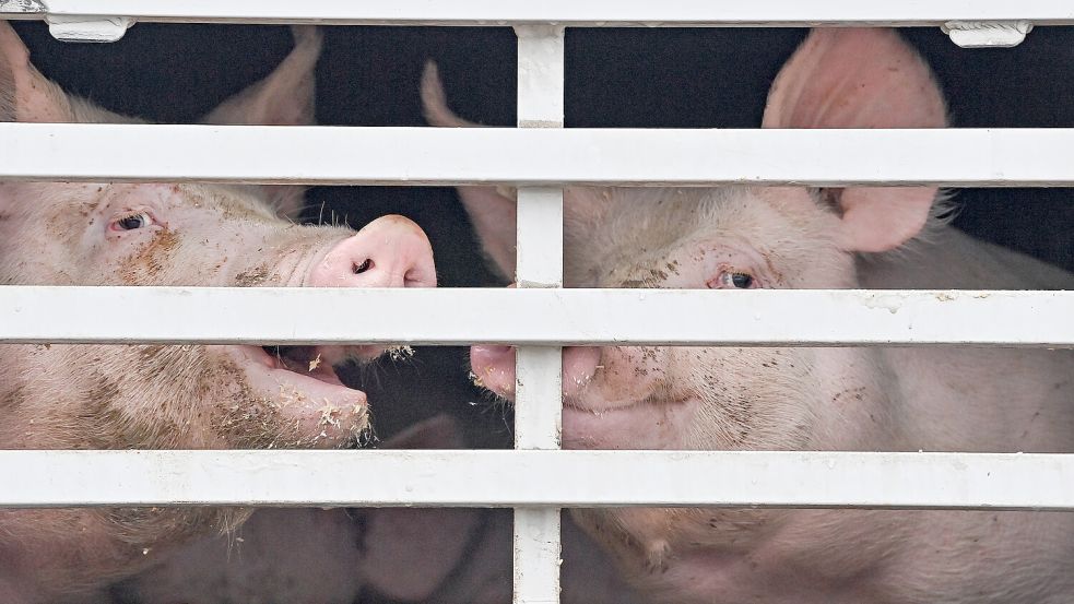 Die Mehrheit der Gesellschaft spricht sich gegen Tiertransporte in Risikoländer aus. Auch, weil das Leid oft nicht mit dem Transport endet. Foto: dpa/Patrick Pleul