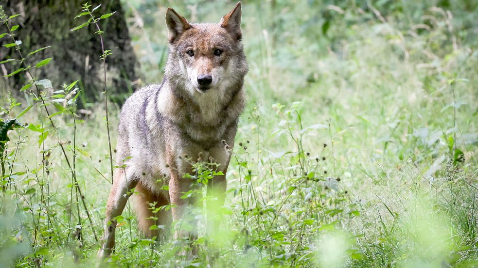 Auf Norderney wurde erstmals ein Wolf gesichtet. Symbolfoto: Christian Charisius/dpa