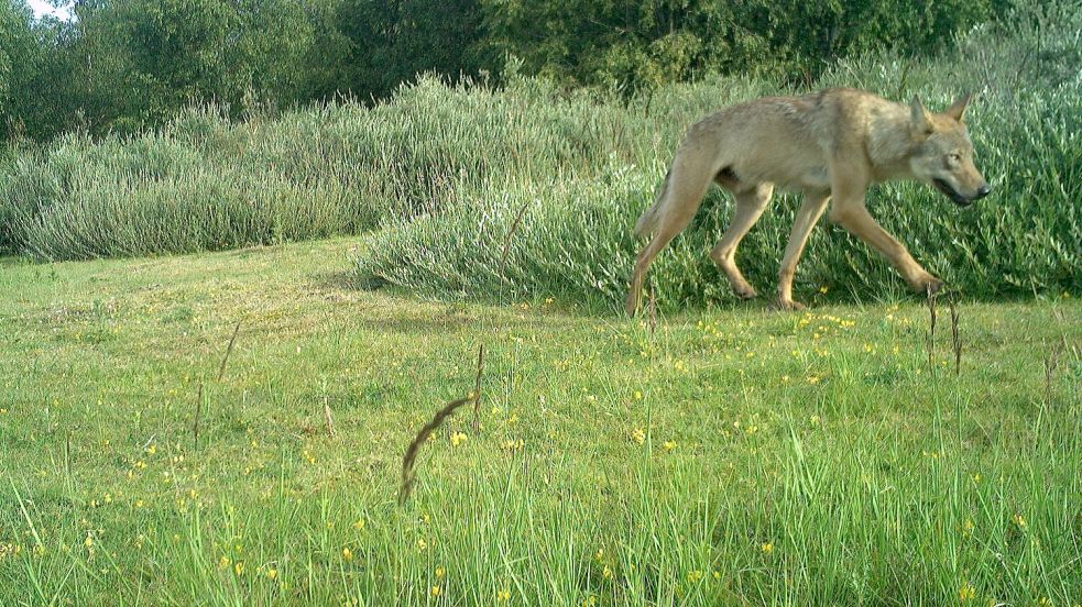 Der Wolf auf Norderney tappt in die Fotofalle: Eine Wildtierkamera am Südstrandpolder auf der ostfriesischen Insel macht eine Aufnahme von dem Rüden. Foto: NLPV