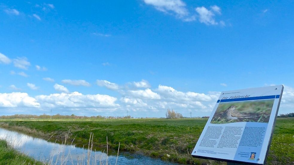 Zahlreiche Wiesenvögel brüten beim Freepsumer Meer.