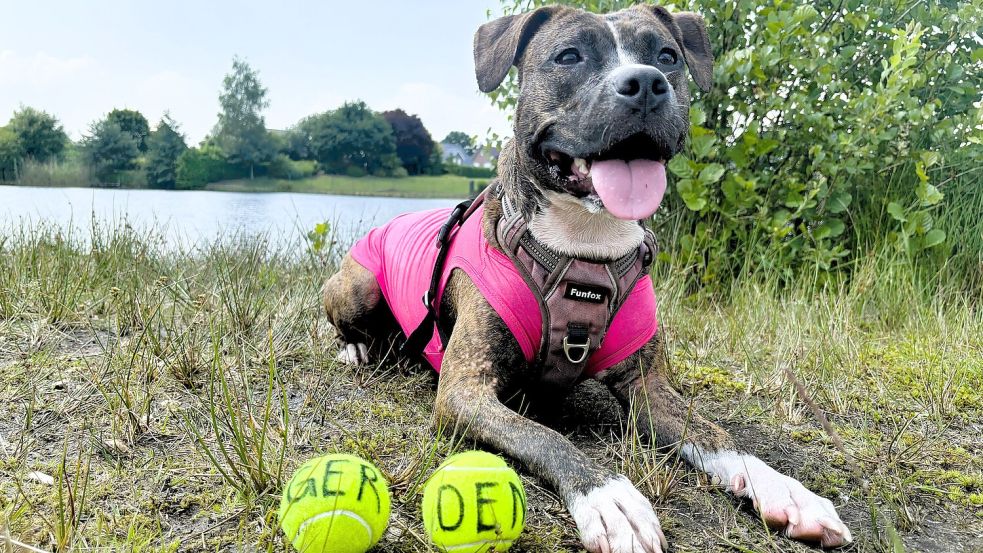 Was sagt das Hunde-Orakel zur Partie Deutschland vs. Dänemark? Foto: Hagewiesche