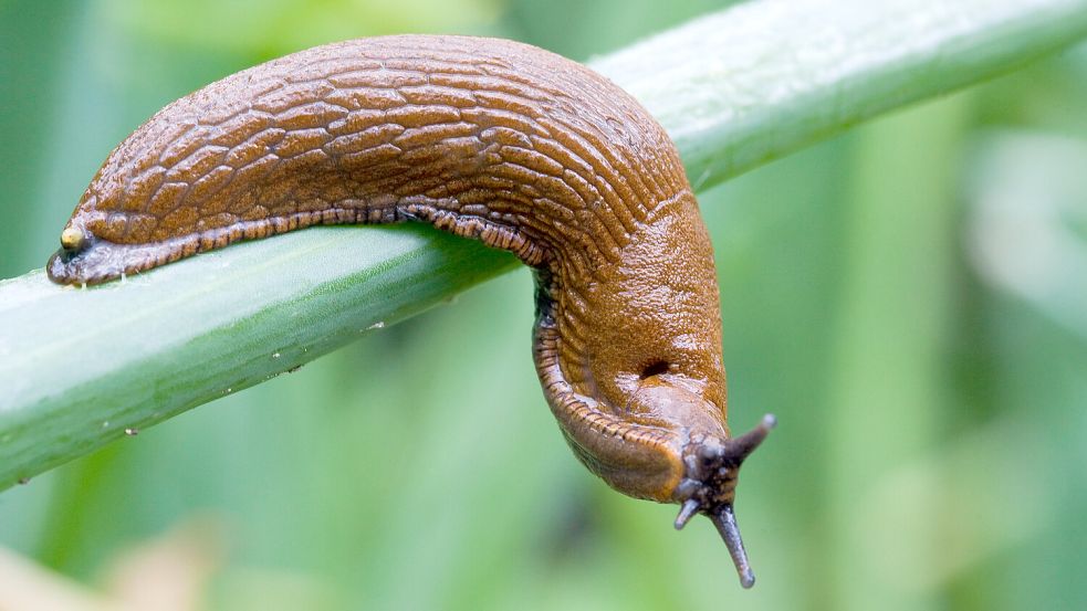 Die Schnecke ist ein gefräßiger und daher ungebetener Gast im Garten. Foto: dpa/Patrick Pleul