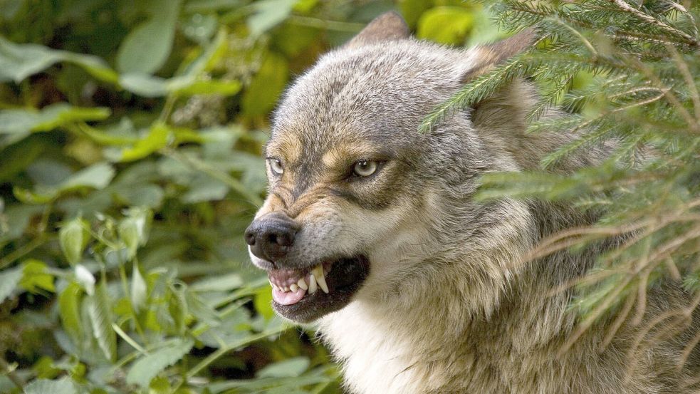 Auf Norderney wurde erstmals ein Wolf gesichtet. Foto: Imago-images/Panthermedia