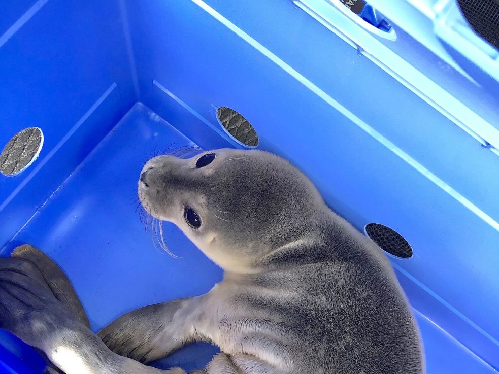 Dieses Jungtier haben Anwohner der Hollener Ehe entdeckt und eingefangen. Foto: Seehundstation Norddeich