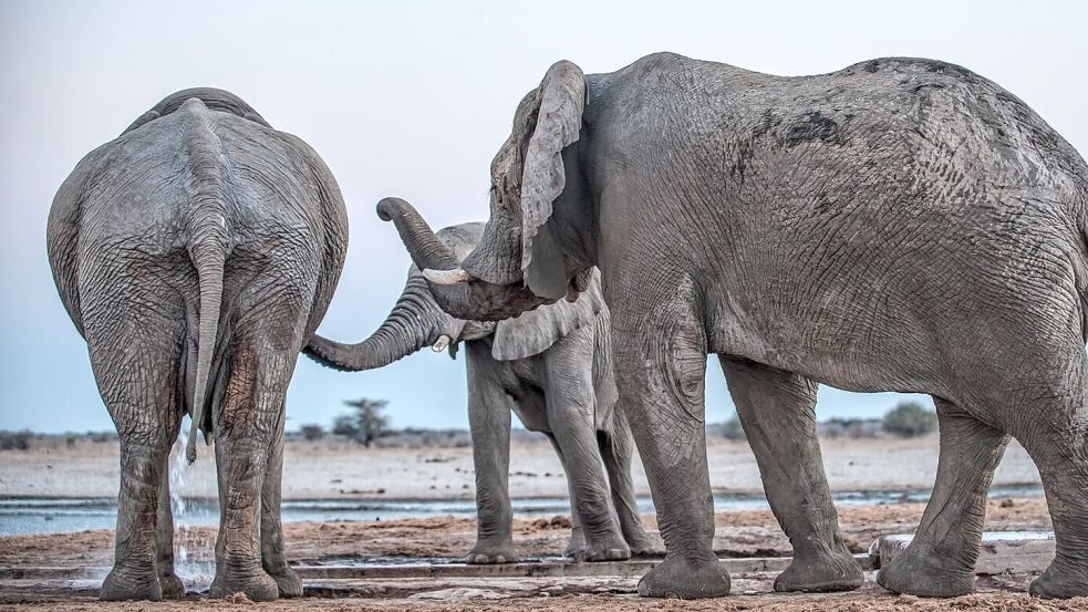 Drei Elefantenmännchen begrüßen sich am Mushara-Wasserloch in Namibia. Foto: Caitlin O’Connell-Rodwell/Tim Ro