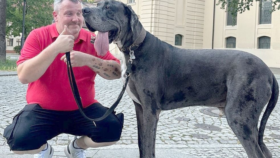 Dogge Ramses und Besitzer Patrick Hein: Schafft es der Hund als größter lebender Hund ins Guinness-Buch der Rekorde? Foto: Tobias Grahn/TNN/dpa