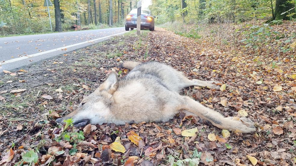 Häufigste Todesursache bei Wölfen: ein Verkehrsunfall – hier im Oktober 2022 in Berge in Niedersachsen. Foto: Nord-West-Media TV/DPA