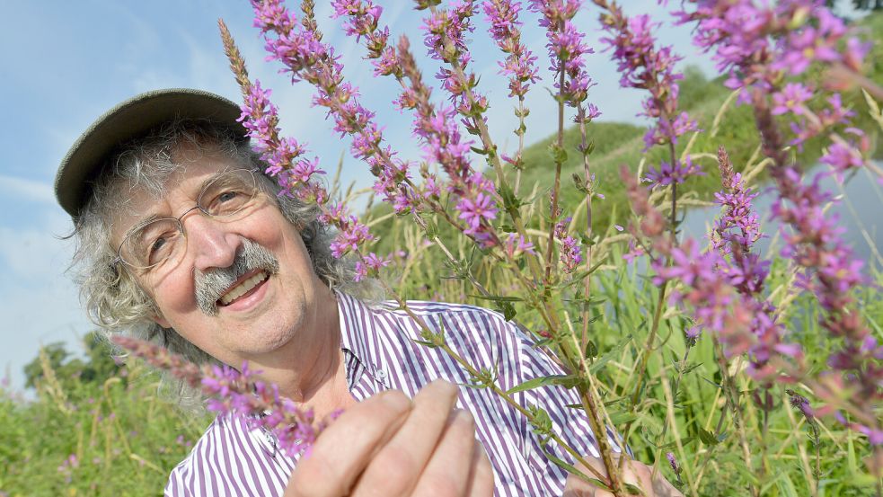 Karl-Heinz Peper kennt sich aus in der ostfriesischen Natur. Hier zeigt er den Blutweiderich. Foto: Ortgies