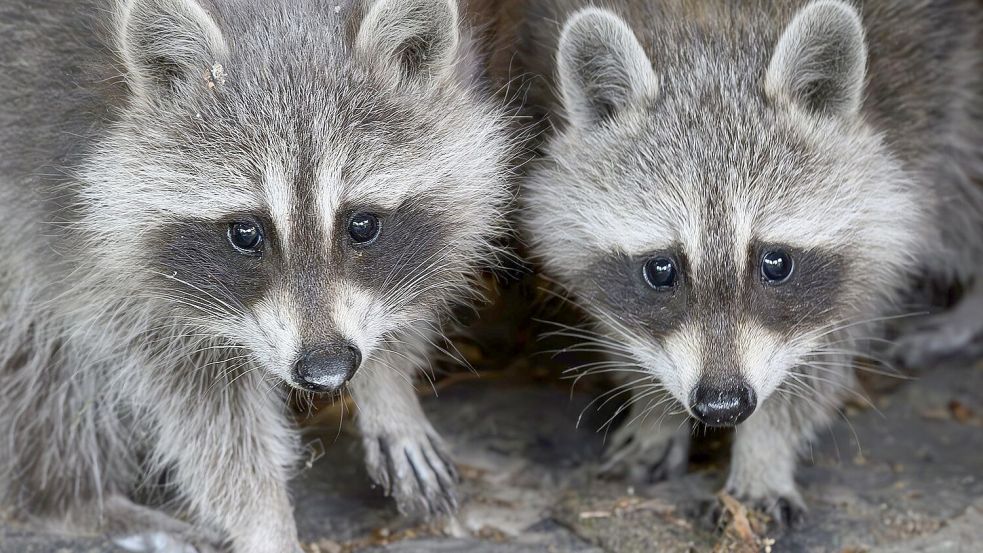 Auch in Waschbären wurden Vogelgrippeviren entdeckt. (Symbolbild) Foto: Patrick Pleul/dpa