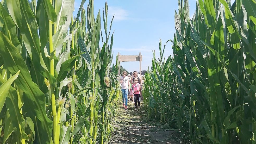 Ein echter Hin(ein)gucker: das Maislabyrinth in Klostermoor. Foto: Scherzer