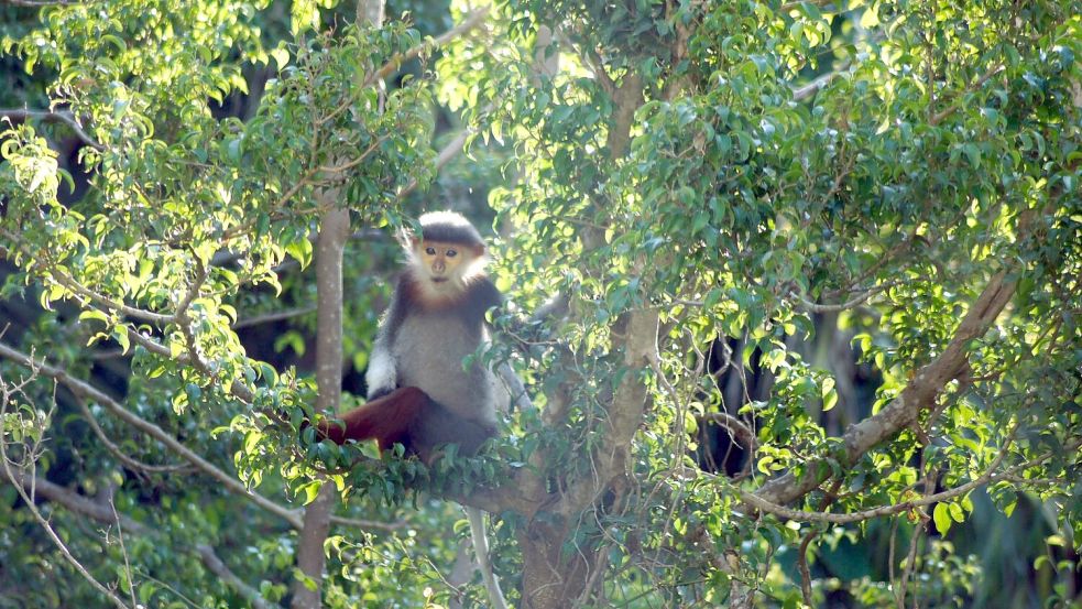 Rotschenklige Kleideraffen und andere ausgefallene Tierarten werden in Laos ab sofort besser geschützt. (Archivbild) Foto: Carola Frentzen/dpa