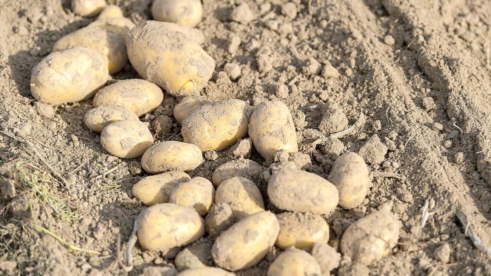 Viel Regen, wenig Sonne - die Landwirte erwarten eine schwierige Kartoffelernte. (Archivfoto) Foto: Philipp Schulze/dpa