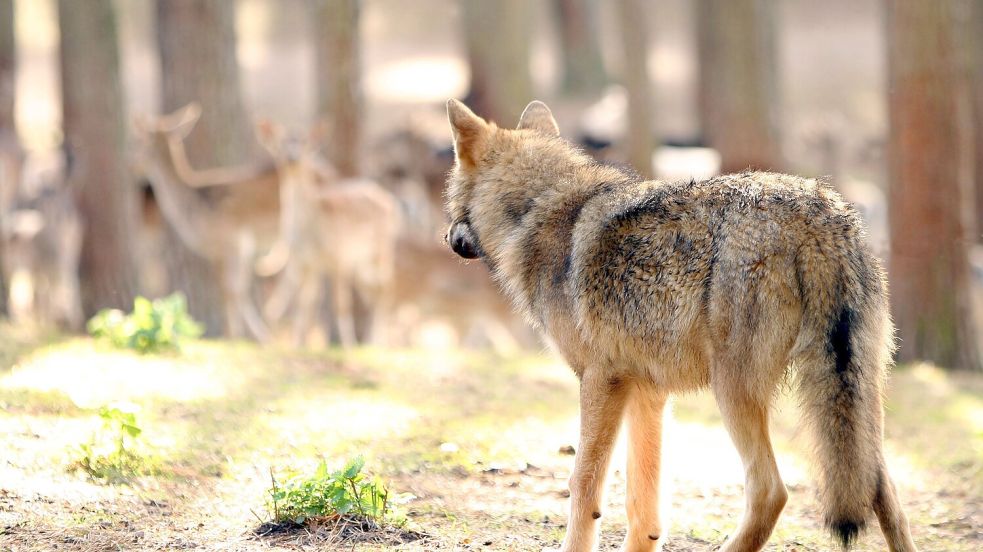 Ein Wolf beobachtet eine Herde Damwild: Vom Rüden auf Norderney sind Fraßspuren entdeckt worden. Foto: IMAGO/Sabine Lutzmann