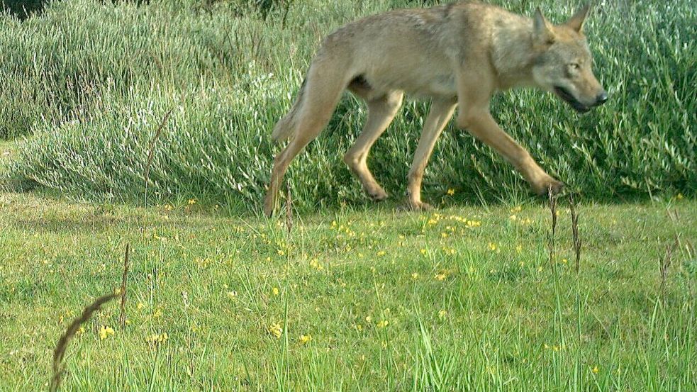 Reißt der Norderneyer Wolf am Festland die Schafe auf den Deichen? Ostfrieslands Jäger sind alarmiert. Foto: NLPV