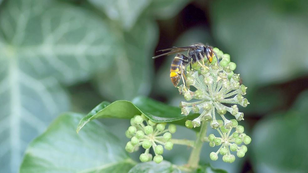 Die Asiatische Hornisse ist kleiner als die heimische Hornisse. Gefährlich ist sie unter anderem, weil sie Bienen frisst. Foto: Pixabay