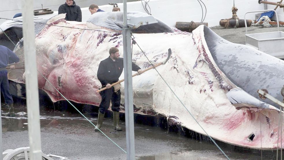 Dieser Finnwal wurde in Island gefangen. Auch Japan jagt wieder Finnwale. Foto: picture alliance / dpa