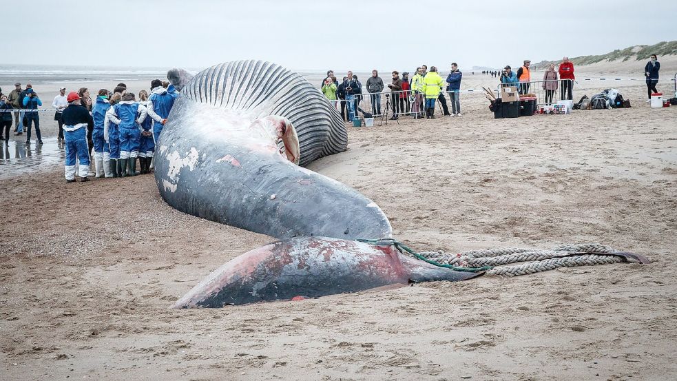 Dieser Finnwal ist gestrandet. Japan macht nun auch wieder Jagd auf die Tiere. Foto: Kurt Desplenter/BELGA/dpa