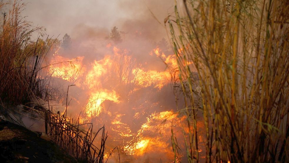 Der größte Waldbrand des Jahres ist gefährlich nah an die Hauptstadt Athen herangerückt. Foto: Socrates Baltagiannis/dpa