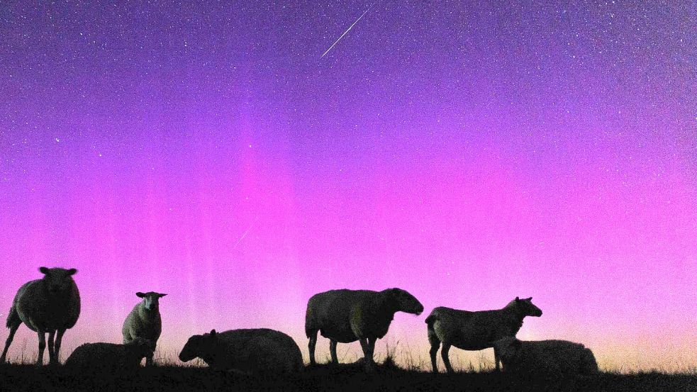 Schafe stehen auf einem Deich zur Nordsee in Ostfriesland unter Polarlichtern, während eine Sternschnuppe am Nachthimmmel verglüht. Foto: Matthias Balk/dpa