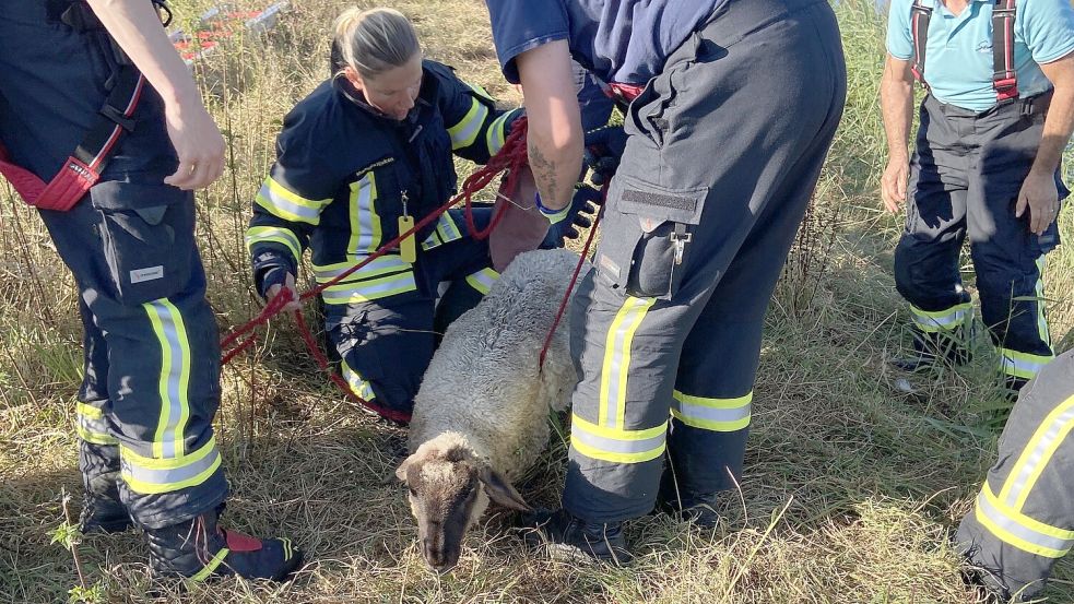 Ein Schaf konnte gerettet werden. Fotos: Feuerwehr