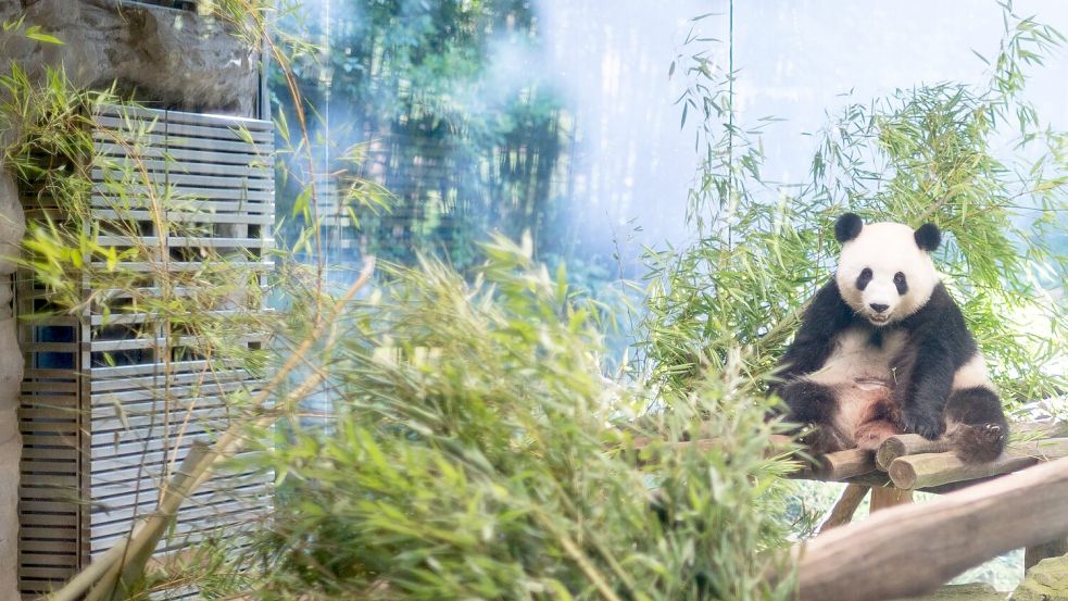 Nach fünf Jahren wird im Berliner Zoo wieder Panda-Nachwuchs erwartet. Die schwangere Meng Meng zeigt sie sich gerade eher selten. Foto: Sebastian Gollnow/dpa