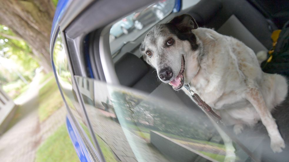 Hunde, aber auch Menschen, sollte insbesondere nicht bei Hitze im Auto warten müssen. Symbolfoto: Ortgies