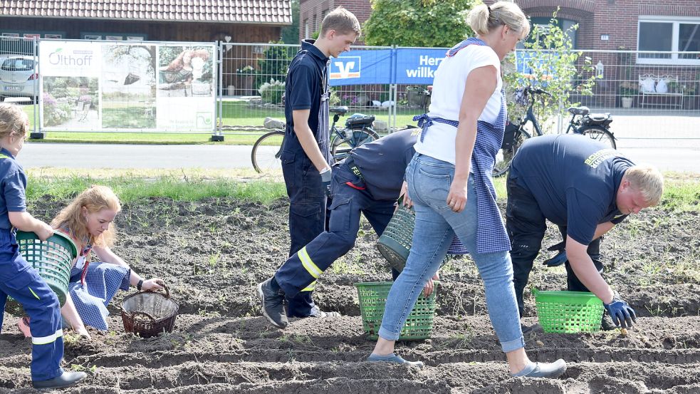 Es wurde geackert: Auch mit der Hand wird geerntet. Foto: Buntjer