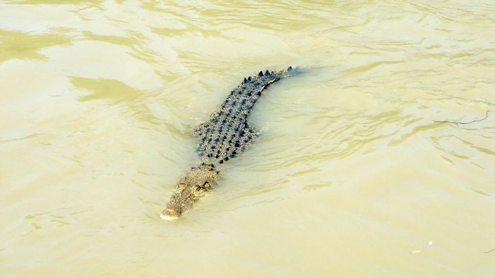 Krokodile zählen zu den gefürchtetsten Raubtieren der Welt. (Symbolbild) Foto: Carola Frentzen/dpa