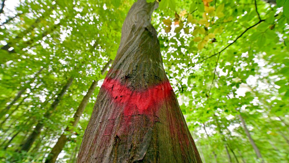 Dieses rote Symbol bedeutet in den Wäldern Thüringens, dass ein Baum gefällt werden soll. Foto: dpa/Martin Schutt