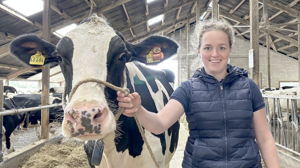 An dem Ohr der Kuh ist ein orangener Sensor, der die Daten der Kuh erfasst, die Loesing dann in ihrer App sehen kann. Durch die Daten konnte sie zum Beispiel sehen, dass diese Kuh gerade in ihrer Brunst ist. Foto: Spindler