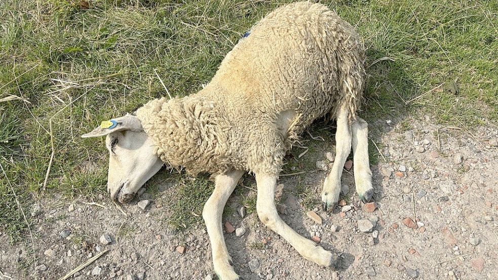 Totes Lamm in der Schäferei Bonsemeyer in Petkum. Foto: Kubassa